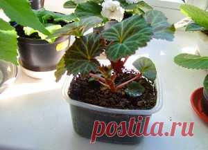 Советы по размножению бегонии стеблевыми черенками - видео Для любителей выращивать бегонии самостоятельно. Рассказывает, как и когда проводить черенкование бегонии; как ухаживать за посадками при укоренении, какие виды бегоний можно размножить таким способом.