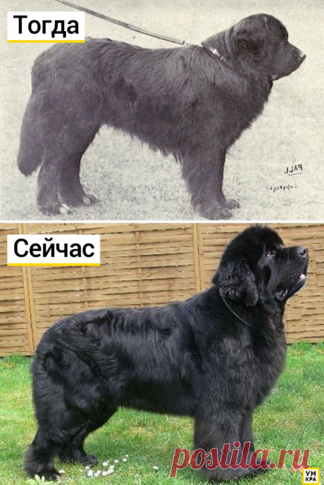 Как выглядели известные породы собак 100 лет назад: Ньюфаундленд