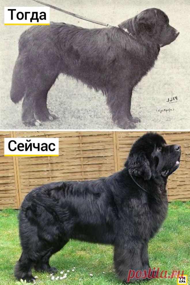 Как выглядели известные породы собак 100 лет назад: Ньюфаундленд