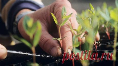 Каким раствором полить рассаду после всходов: состав :: Огород