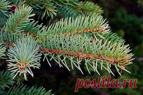 Домашний гидрометцентр.