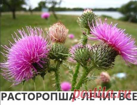 РАСТОРОПША - ЛЕЧИТ ВСЕ! 






Отвар расторопши помогает при радикулите, артрите, судорогах, задержке мочеиспускания,при заболеваниях печени, селезенки,желчнокаменной болезни, воспалении желчевыводящих путей, холецистите, ге…