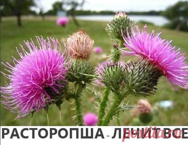РАСТОРОПША - ЛЕЧИТ ВСЕ! 






Отвар расторопши помогает при радикулите, артрите, судорогах, задержке мочеиспускания,при заболеваниях печени, селезенки,желчнокаменной болезни, воспалении желчевыводящих путей, холецистите, ге…