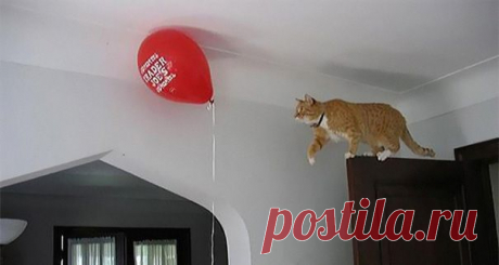 Кошачья антилогика)))