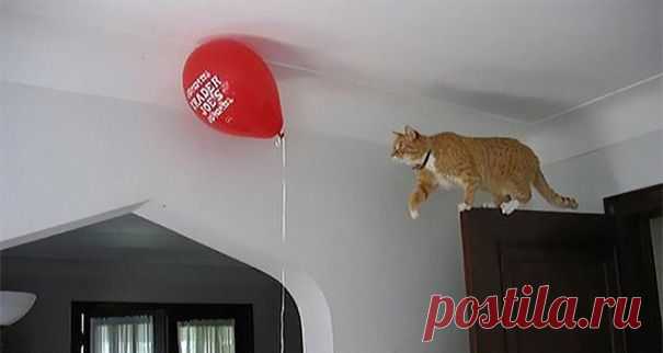 Кошачья антилогика)))