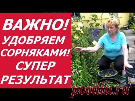 ЗЕЛЕНОЕ УДОБРЕНИЕ НА СОРНЯКАХ № 2. СУПЕР БУРНЫЙ РОСТ