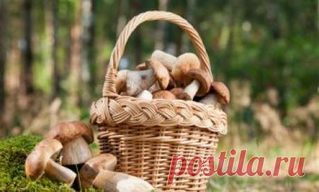 Заповеди грибника: как не заблудиться в лесу и вернуться с полной корзиной