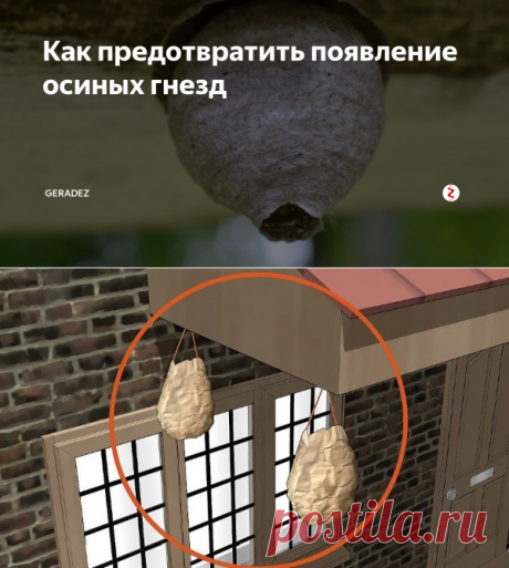 Как предотвратить появление осиных гнезд | GERADEZ | Яндекс Дзен