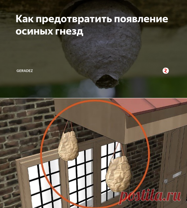 Как предотвратить появление осиных гнезд | GERADEZ | Яндекс Дзен
