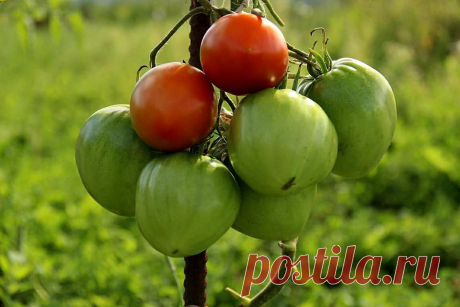 Как ухаживать за томатами после высадки рассады в открытый грунт, основные принципы эффективного земледелия