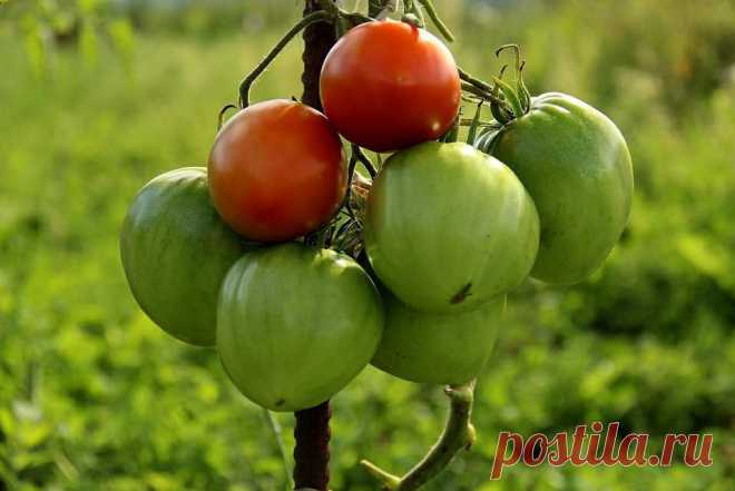 Как ухаживать за томатами после высадки рассады в открытый грунт, основные принципы эффективного земледелия