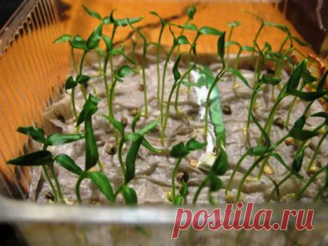 Как просто вырастить рассаду