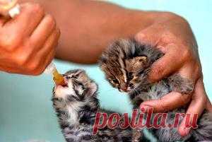 Искусственное вскармливание котят | Кошка + Кот = Котенок