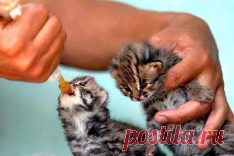 Искусственное вскармливание котят | Кошка + Кот = Котенок