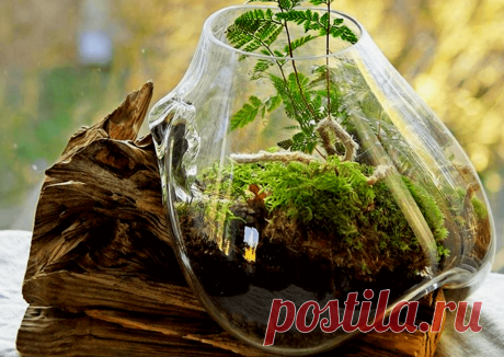Флорариумы: виды, описание, идеи оформления ~ Planetalsad