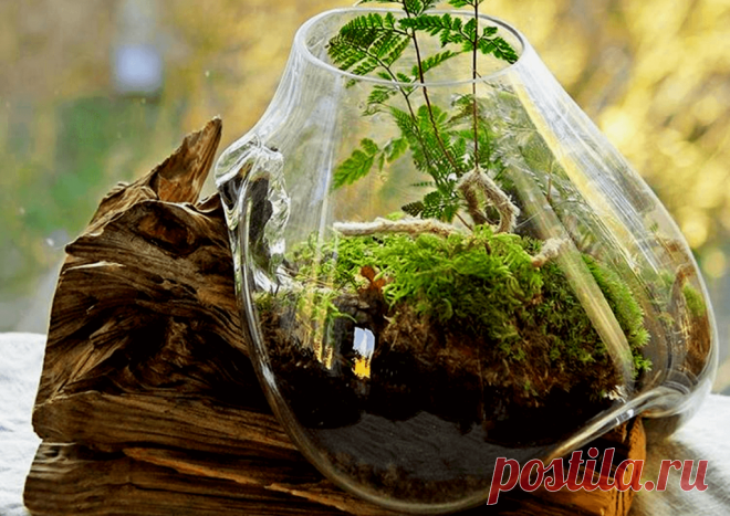 Флорариумы: виды, описание, идеи оформления ~ Planetalsad