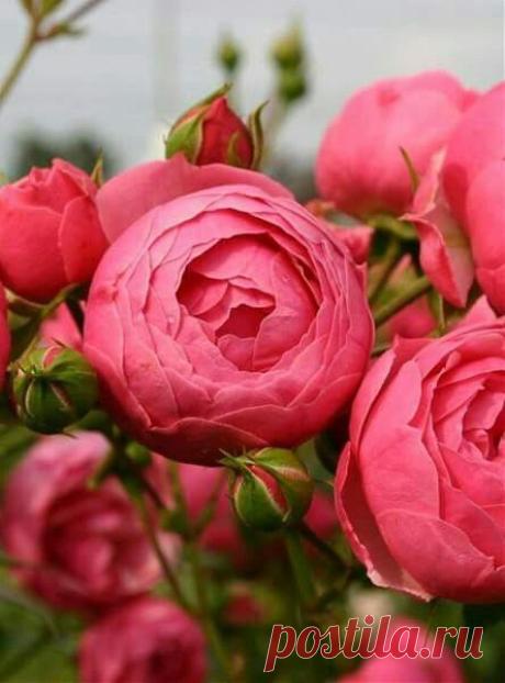 (3) Pinterest