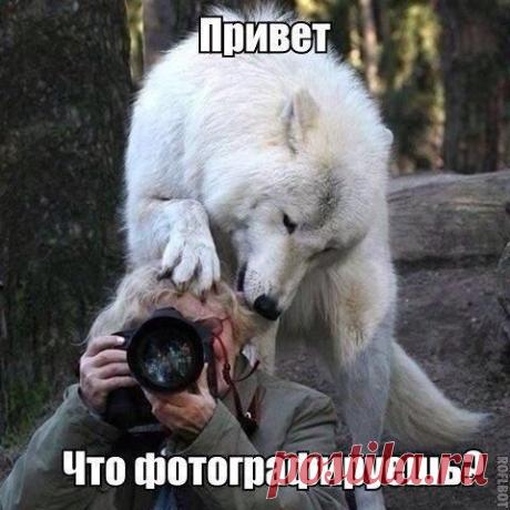 Приколы Фото Видео, Анекдоты и Смешные истории... – Сообщество – Google+