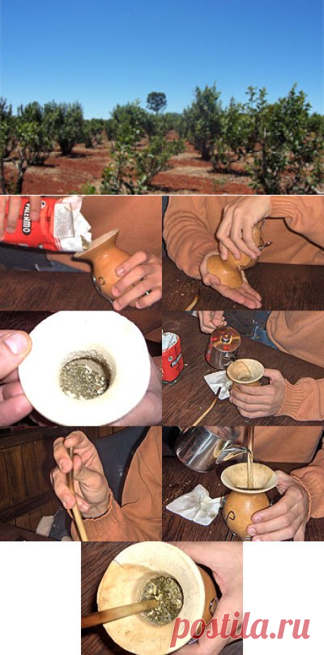 Мате – что это такое?