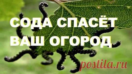 9 СПОСОБОВ ИСПОЛЬЗОВАНИЯ ПИЩЕВОЙ СОДЫ В САДУ  и  в  ОГОРОДЕ
1. Сода от мучнистой росы.
Почти каждому дачнику знакома такая напасть, как мучнистая роса. Справиться с ней вполне под силу пищевой соде. Вот два проверенных рецепта:
Разведите в 1 литре воды 1 ст. л. соды, добавьте 1 ст.л. растительного масла и 1 ст. жидкости для мытья посуды. Смесь залейте в распылитель, хорошенько взболтайте. Опрыскивайте ей растения раз в неделю в облачную, но сухую погоду.
В 5 литрах воды разведите 2 ст. л. соды