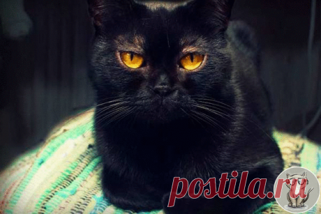 Бомбейская кошка



Маленькая черная пантера создавалась селекционерами 23 года! Большие глаза этих кошек при рождении имеют голубой цвет, потом становятся серыми и, наконец, приобретают желто-оранжевый оттенок. Нужно знать, что бомбейка любит поболтать, но так как при этом она обладает тихим голосом, то ее говорливость не напрягает любящих хозяев.