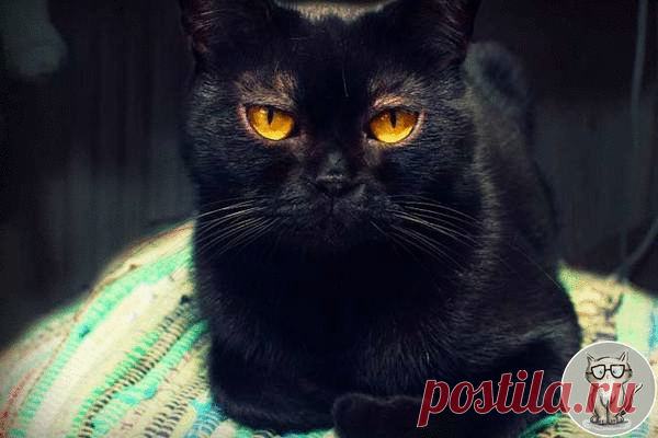 Бомбейская кошка



Маленькая черная пантера создавалась селекционерами 23 года! Большие глаза этих кошек при рождении имеют голубой цвет, потом становятся серыми и, наконец, приобретают желто-оранжевый оттенок. Нужно знать, что бомбейка любит поболтать, но так как при этом она обладает тихим голосом, то ее говорливость не напрягает любящих хозяев.