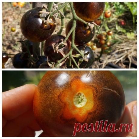 5 сортов фруктовых томатов черри — самых сладких и ярких. Описание, фото — Ботаничка.ru