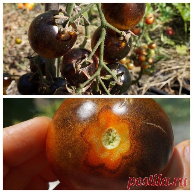 5 сортов фруктовых томатов черри — самых сладких и ярких. Описание, фото — Ботаничка.ru