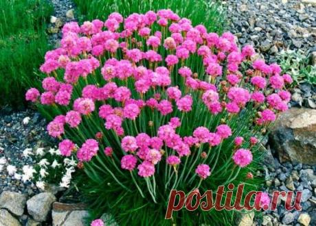 Многолетники, цветущие весь сезон: часть 2 | Наталья Кудрявцева | Яндекс Дзен