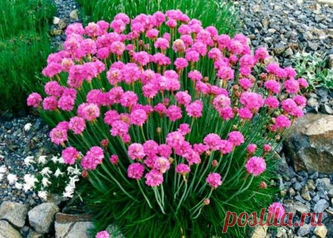 Многолетники, цветущие весь сезон: часть 2 | Наталья Кудрявцева | Яндекс Дзен