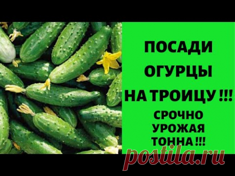 Подсади огурцы на ТРОИЦУ !!! Узнай 100 метод урожая до осени !