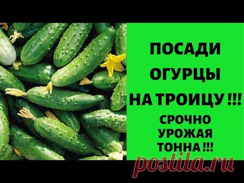 Подсади огурцы на ТРОИЦУ !!! Узнай 100 метод урожая до осени !