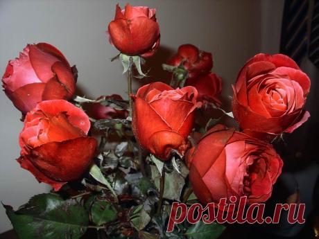 basik.ru - Природа - Розы - фотография 2