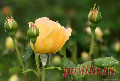 После дождя... ♥ 📸 #Виктор_Гончаров