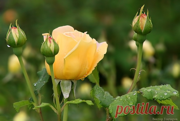 После дождя... ♥ 📸 #Виктор_Гончаров
