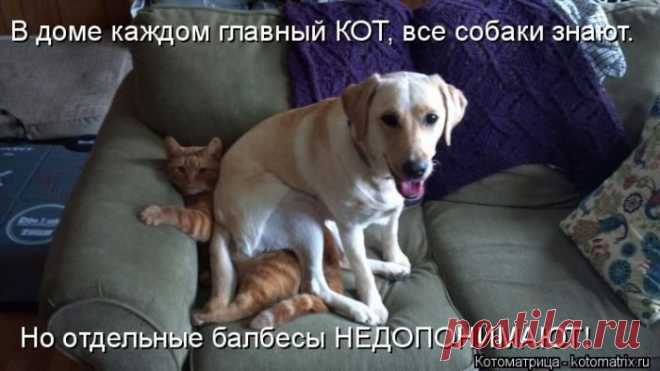 Лучшие котоматрицы недели / Питомцы