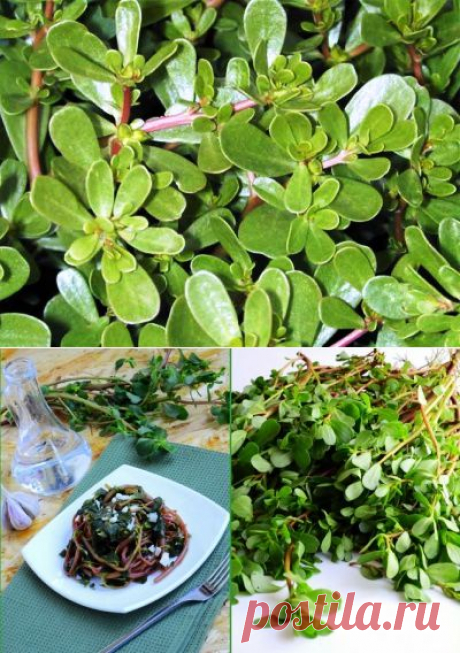 Искореняем портулак из огорода | 6 соток