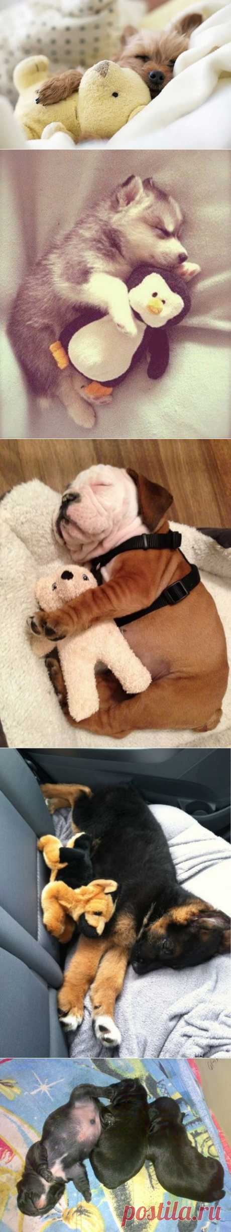 (+1) тема - Тихий час у щеночков | Четвероногий юмор