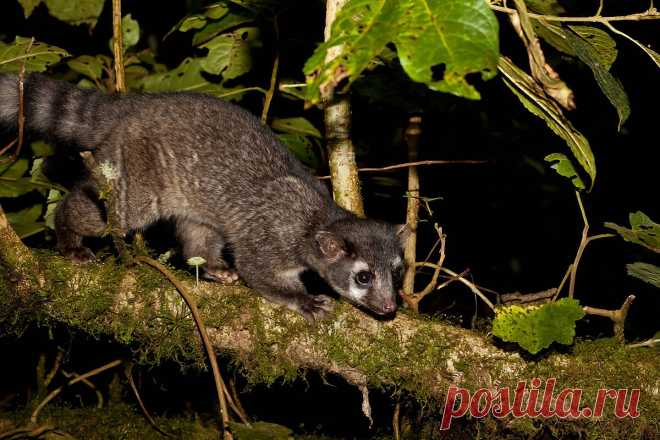 Как живут какомицли: 6 интересных фактов о кошачьих енотах | Приключения натуралиста | Яндекс Дзен