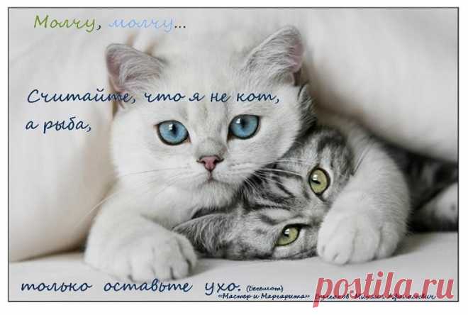 Молчу, молчу…