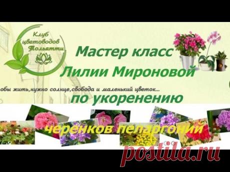Мастер класс Лилии Мироновой по обрезке и укоренению черенков пеларгоний