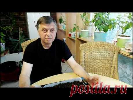 чай из вишни ( малины,черной смородины ,груши,и т д )