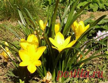 Штернбергия в саду