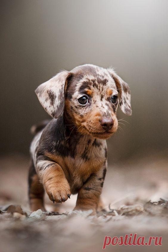 Щенок пятнистой таксы