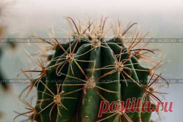Green cactus close-up, succulent plant Стоковое фото, фотограф Ilaronsia / Фотобанк Лори