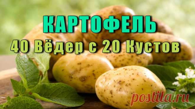 Как Вырастить Картофель - С 20-ТИ КУСТОВ СОБРАТЬ 40 ВЁДЕ�