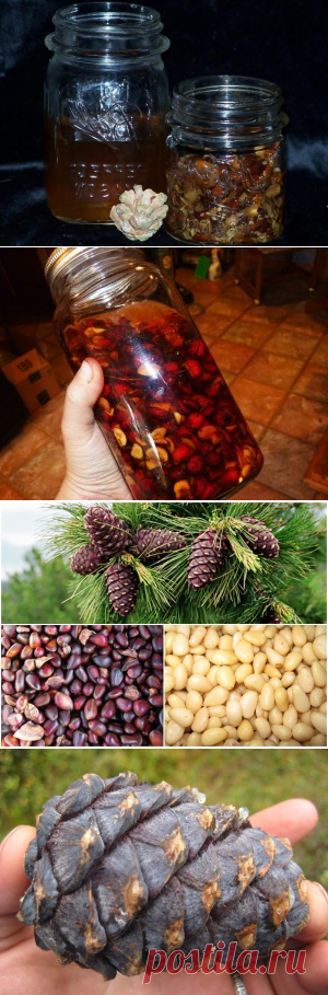 Кедровые орешки.