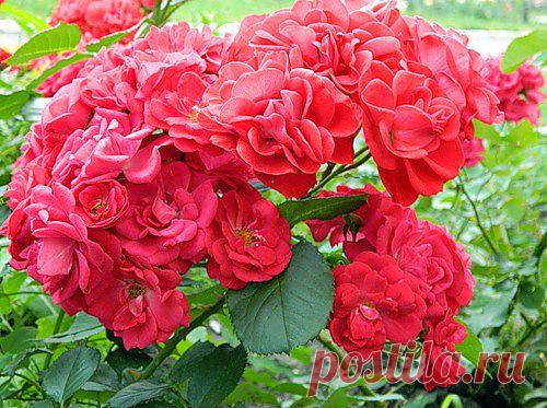 Тараторка — «068.JPG» на Яндекс.Фотках