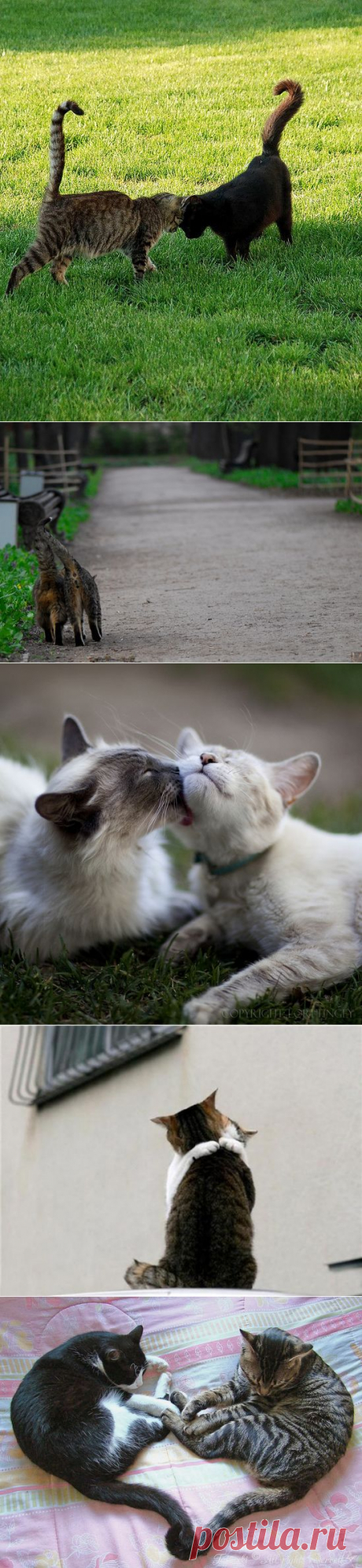 Кошачья любовь