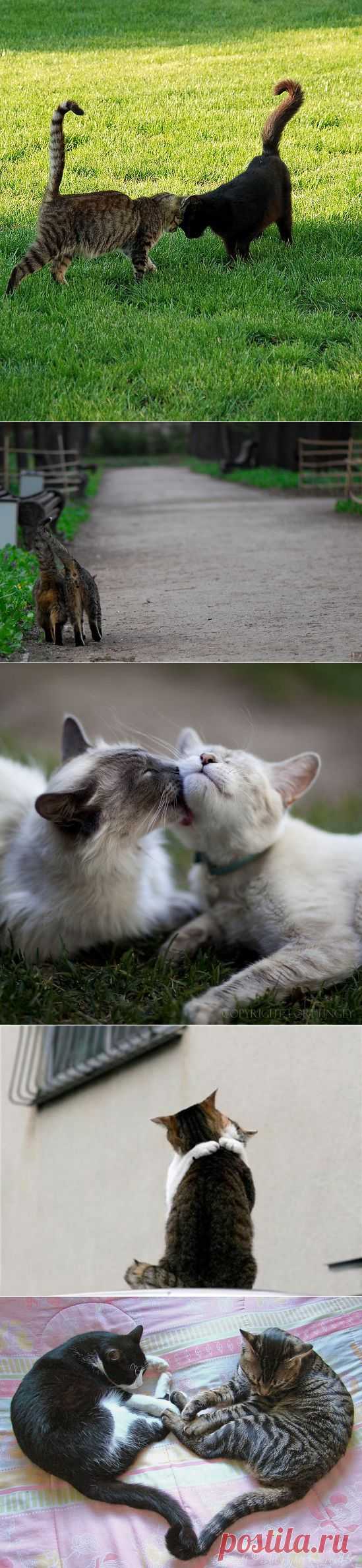 Кошачья любовь